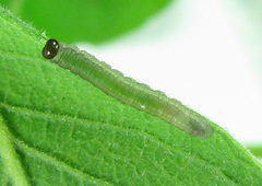 Euura longiserra