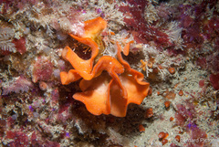 Pentapora foliacea