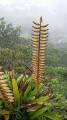 Vriesea macrostachya