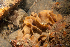 Pentapora foliacea