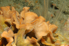 Pentapora foliacea