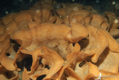 Pentapora foliacea