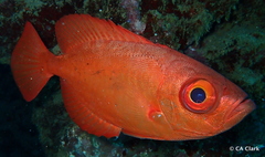 Heteropriacanthus carolinus