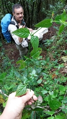 Ruellia coccinea