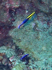 Labroides phthirophagus