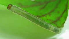 Euura longiserra