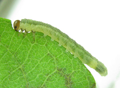 Euura longiserra