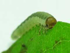 Euura longiserra