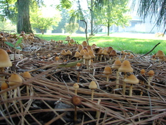 Hypholoma tuberosum