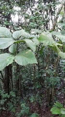 Cordia sulcata