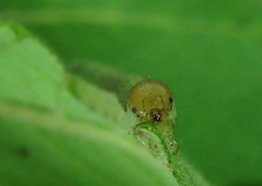 Euura longiserra