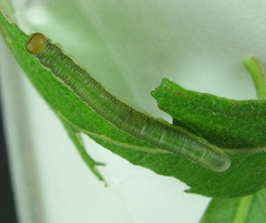 Euura longiserra