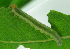 Euura longiserra