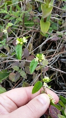 Metastelma decipiens