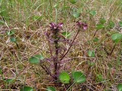 Pedicularis parviflora