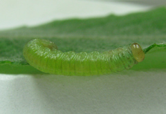 Euura longiserra