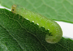 Euura longiserra