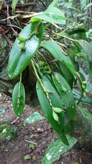 Acianthera pubescens
