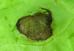 Euura longiserra