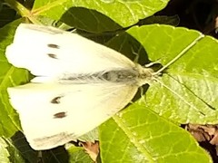Pieris rapae