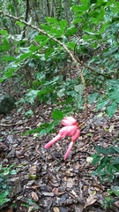 Neorudolphia volubilis