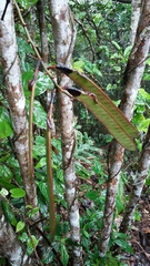 Neorudolphia volubilis