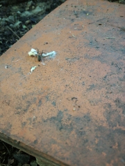 Alpaida gallardoi