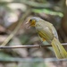 Pycnonotus finlaysoni finlaysoni - Photo (c) AsimBKK, algunos derechos reservados (CC BY-NC), subido por AsimBKK
