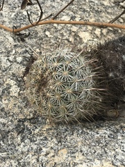 Coryphantha recurvata recurvata