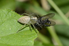 Oxyopes lineatus
