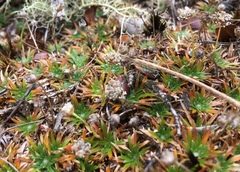 Paepalanthus