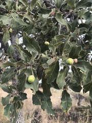 Quercus chihuahuensis