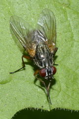 Phaonia serva