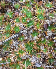 Paepalanthus