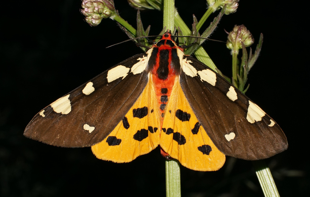 Arctia matronula