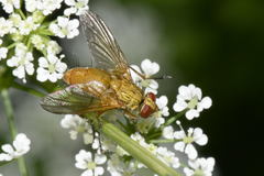 Leskia aurea