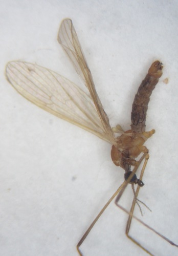 Molophilus bifidus