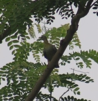 Yellow-footed Green Pigeon