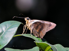 Astraptes