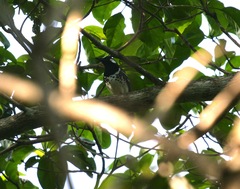 Slaty-Backed Thrush photo 1