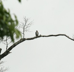 Accipiter erythrauchen