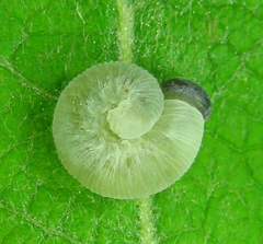 Trichiosoma lucorum