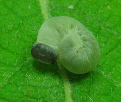 Trichiosoma lucorum