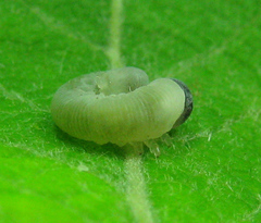 Trichiosoma lucorum
