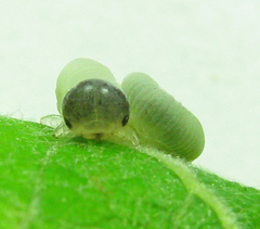 Trichiosoma lucorum