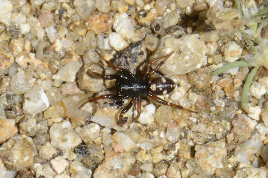 Asagena italica