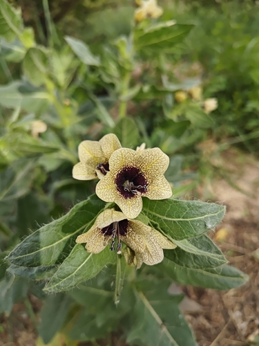 black henbane