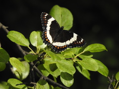 Limenitis arthemis rubrofasciata