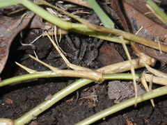 Alopecosa