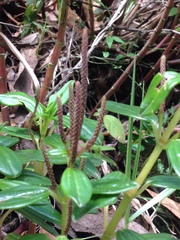 Peperomia tetraquetra